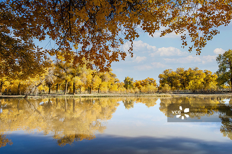 胡杨林风景壁纸专题汽车广告背景图片素材