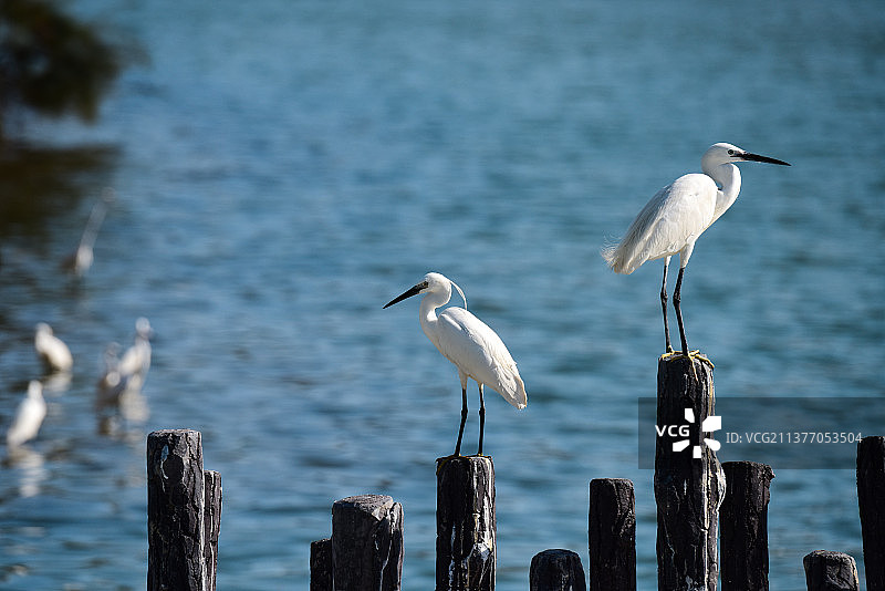 白鹭图片素材