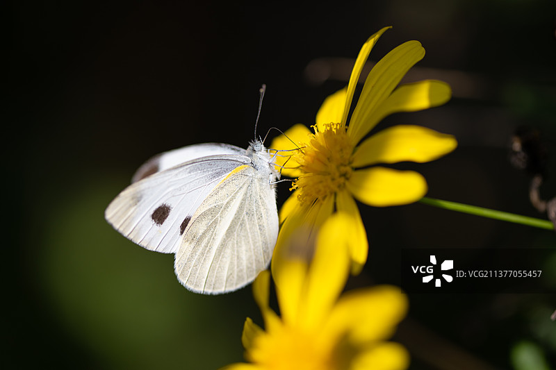 菜粉蝶图片素材