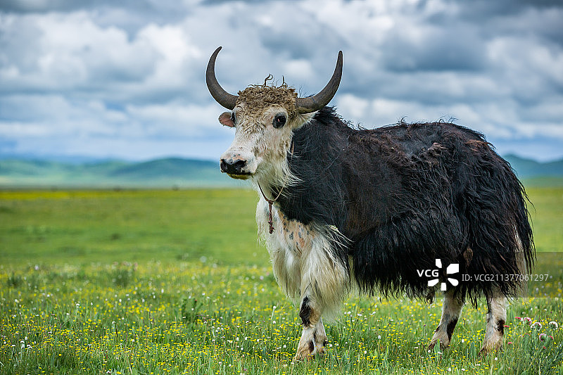 阿坝州唐克镇若尔盖草原牧场、动物、一群牦牛、唯美、高山下的牦牛、牛奶、有机奶、放养、原生态、健康图片素材