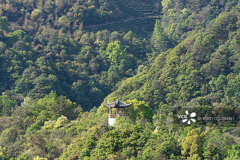 浙江杭州西湖十里锒铛春天森林山顶图片素材