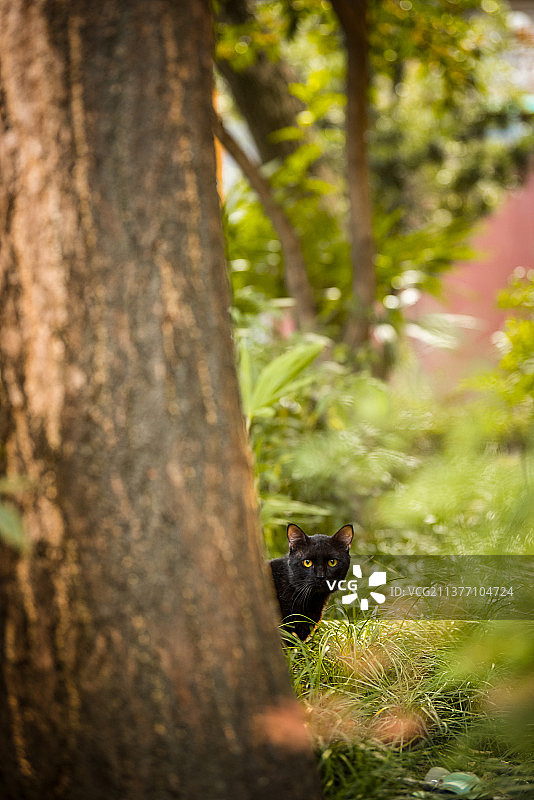 春天草地花丛里或坐或站的小猫咪图片素材