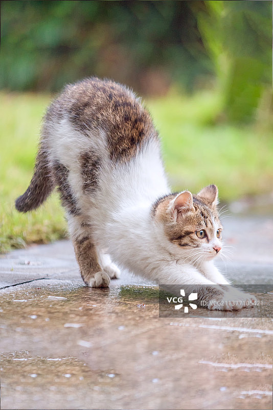 阳光下抻懒腰的自在猫咪图片素材