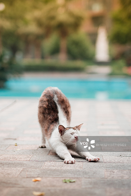 阳光下抻懒腰的自在猫咪图片素材