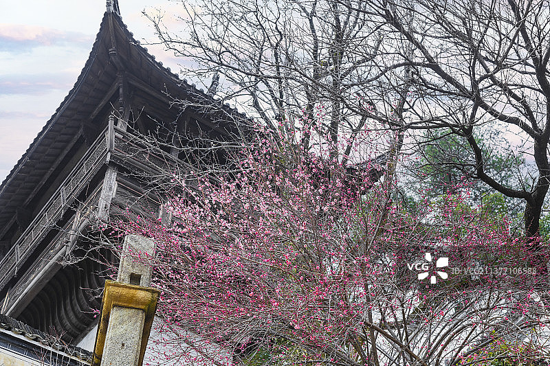 江西婺源篁岭景区的樱花图片素材