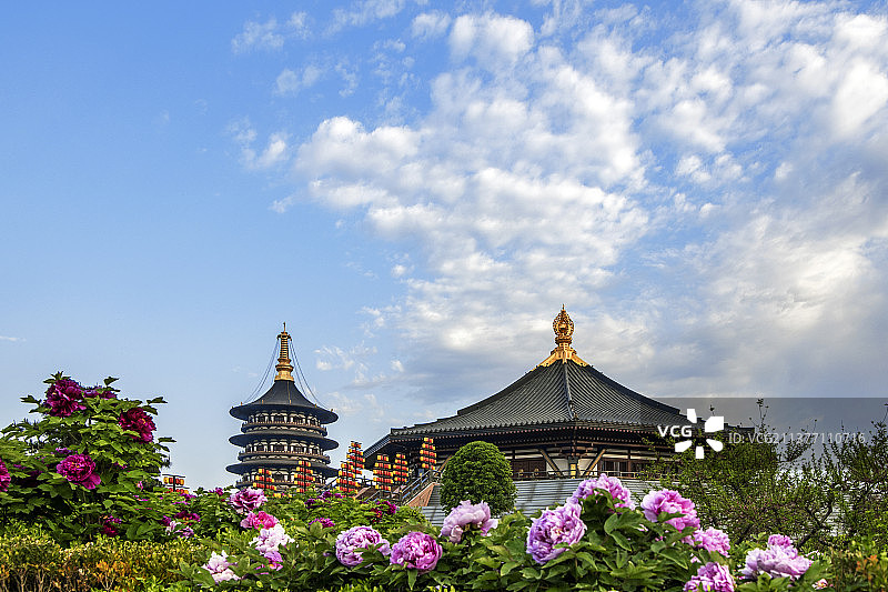 中医药广告背景图旅游广告背景图牡丹花壁纸图片素材