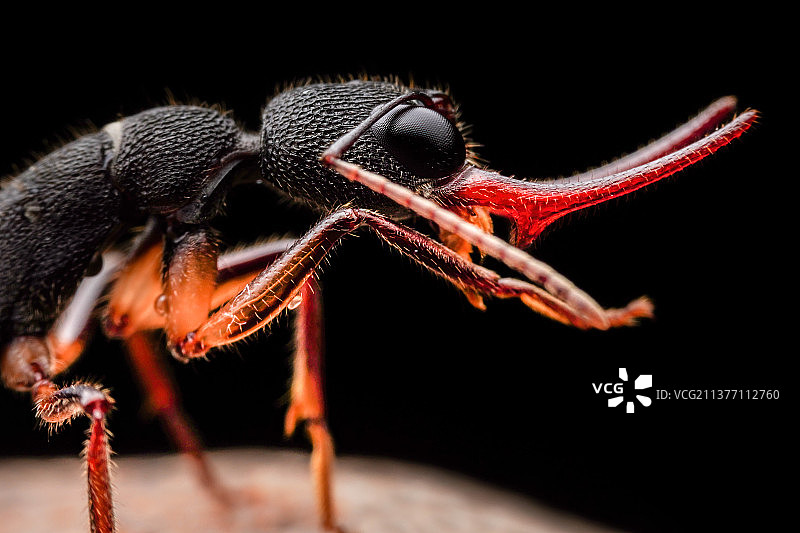 猎镰猛蚁图片素材