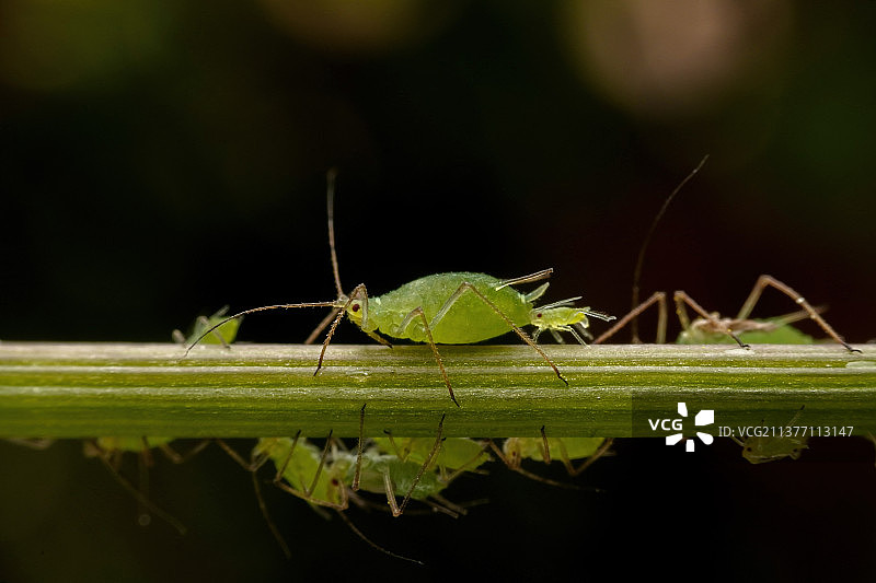 蚜虫生宝宝图片素材
