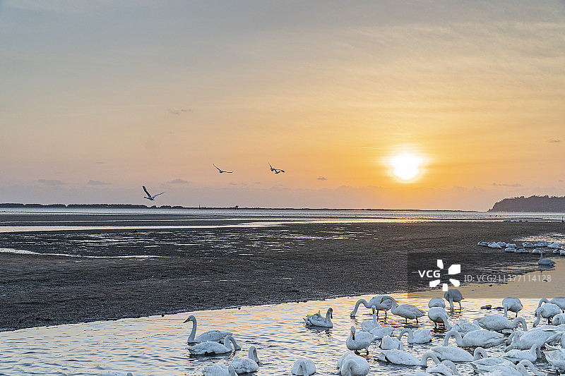 日出荣成市烟墩角天鹅暖色图图片素材