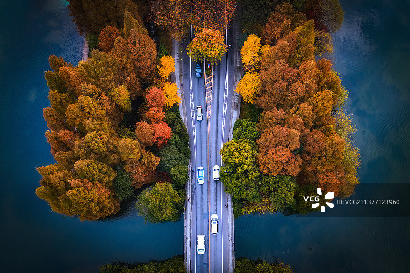 这样一棵知秋的大树/杭州杨公堤图片素材