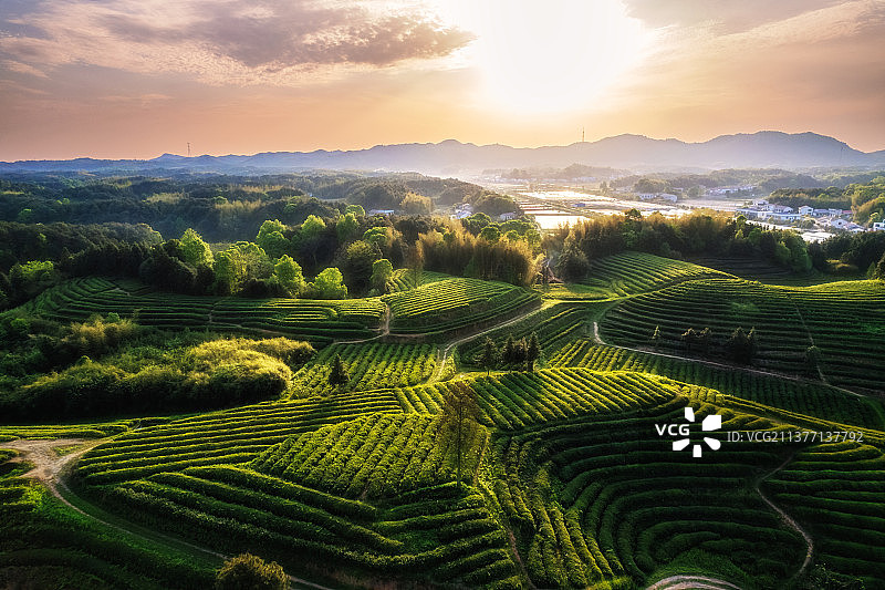 茶园翠绿图片素材