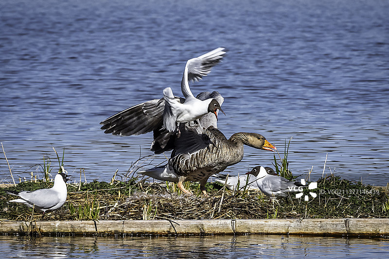 瑞典乌普萨拉哈马尔斯克附近，海鸥和鸭子在陆地上争斗图片素材
