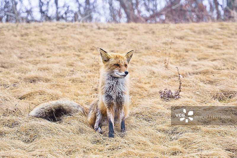 阳光下原野上的红狐图片素材