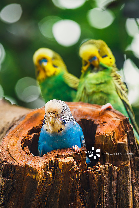 虎皮鹦鹉坐在巢中图片素材