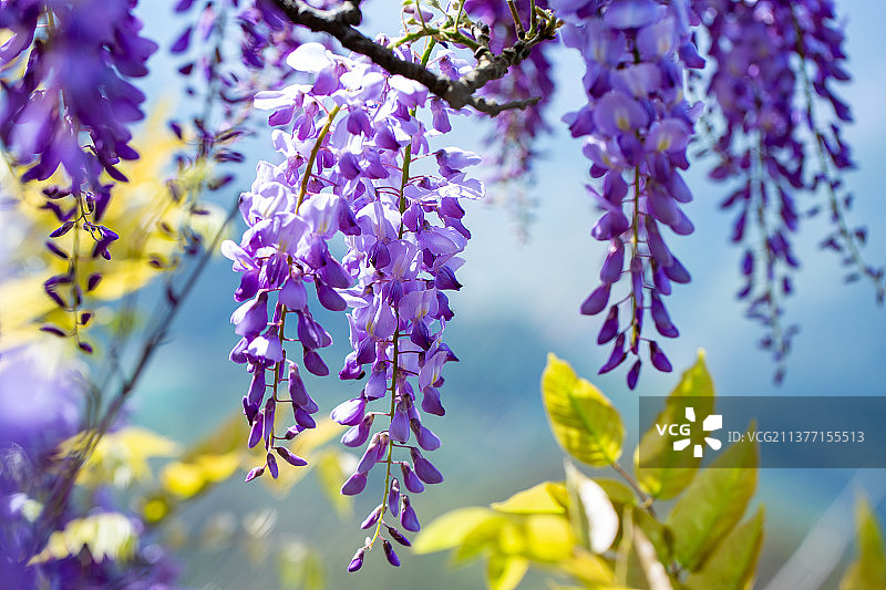 又到了山野紫藤花开的季节图片素材