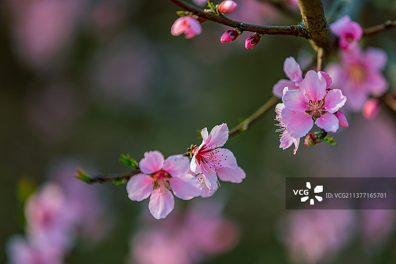 盛开的桃花图片素材