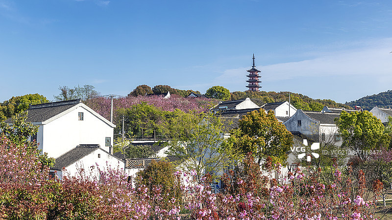 苏州光福铜观音寺的晚樱盛开图片素材