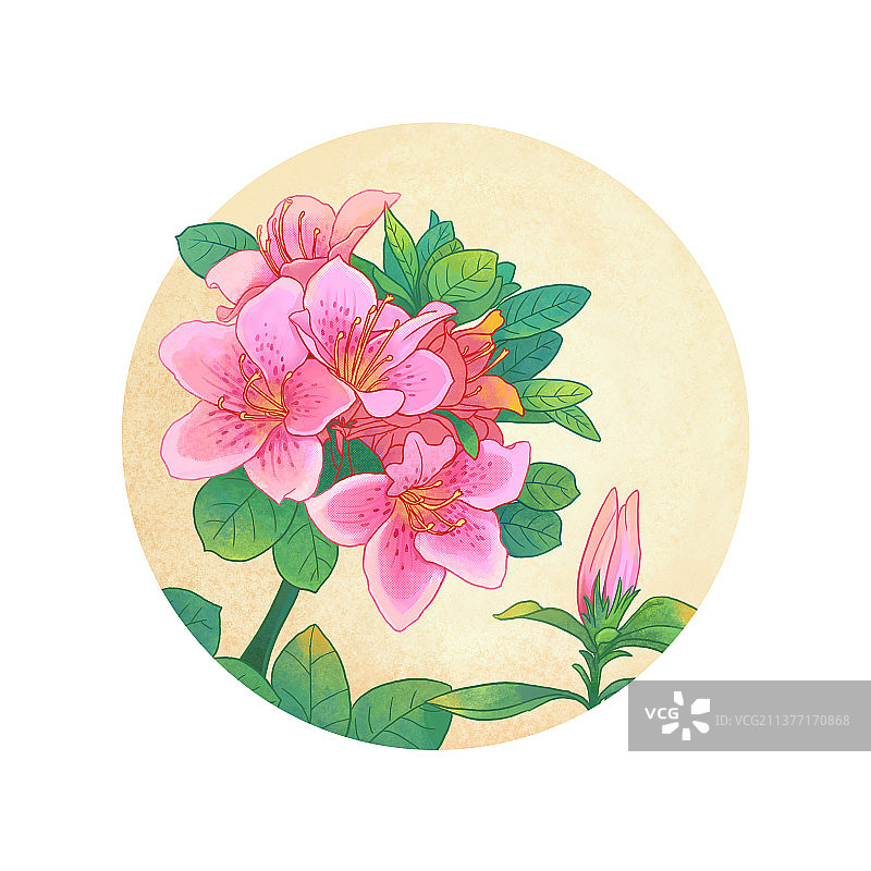 杜鹃花插画图片素材