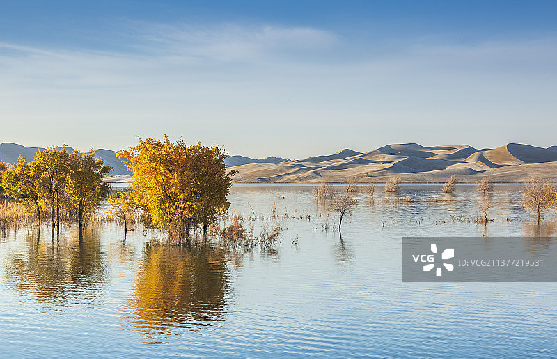 胡杨  水  沙漠——新疆   巴音郭楞盟   尉犁县   罗布湖图片素材