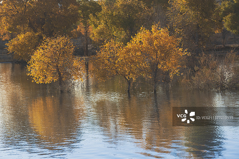 胡杨  水  沙漠——新疆   巴音郭楞盟   尉犁县   罗布湖图片素材
