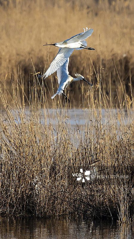 鸟类生态手机壁纸背景图图片素材