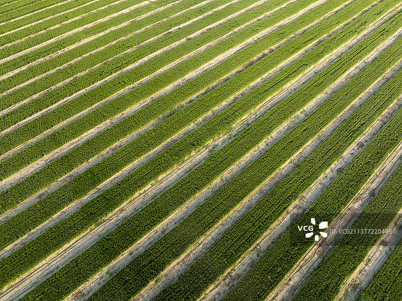 整齐划一的麦田垄亩图片素材