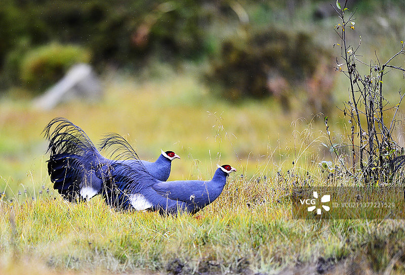 甘南藏区的蓝精灵-蓝马鸡图片素材