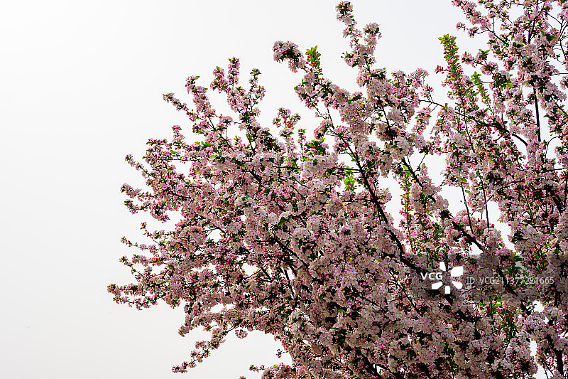 海棠花图片素材
