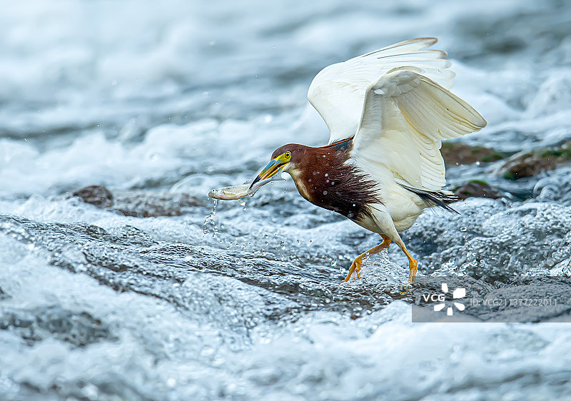 池鹭捕鱼图片素材