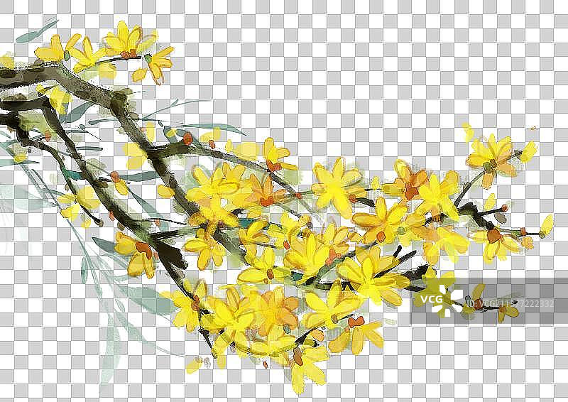 迎春花水墨画图片素材