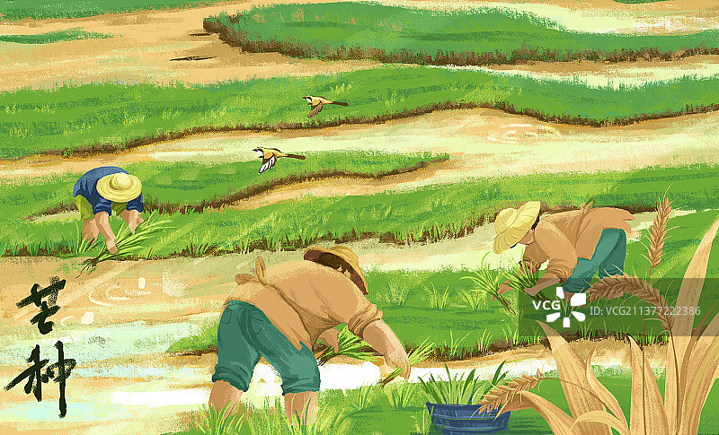 芒种图片素材