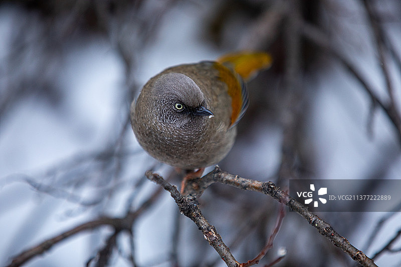 橙翅噪鹛图片素材
