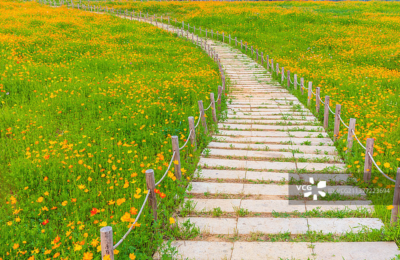 无锡拈花湾波斯菊花海中的小道图片素材