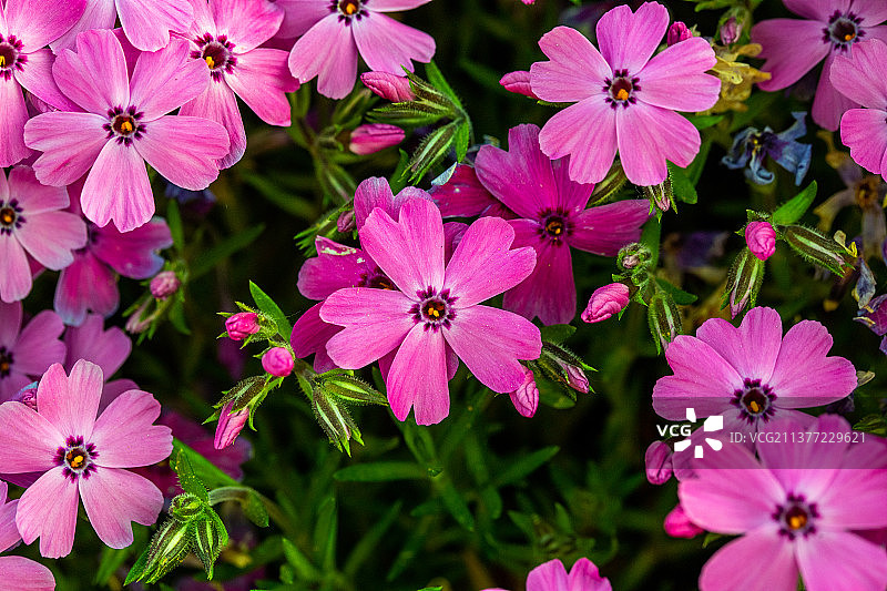 春天里的天蓝绣球图片素材