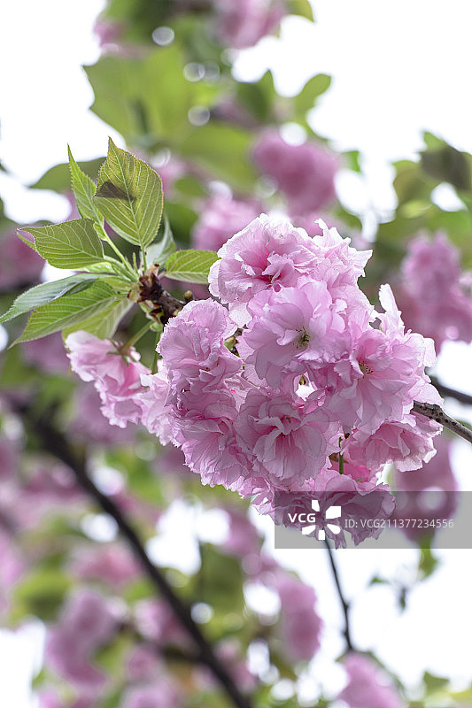 日本晚樱图片素材