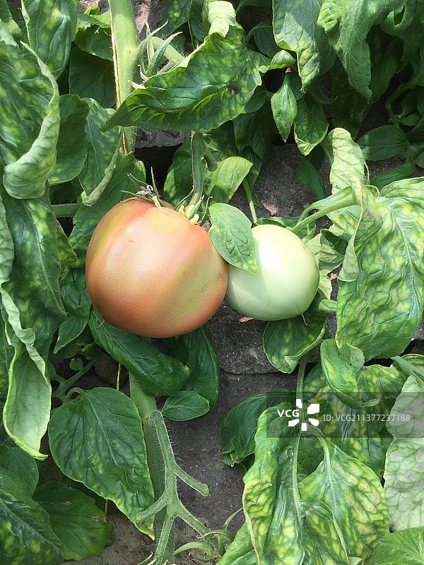 西红柿图片素材