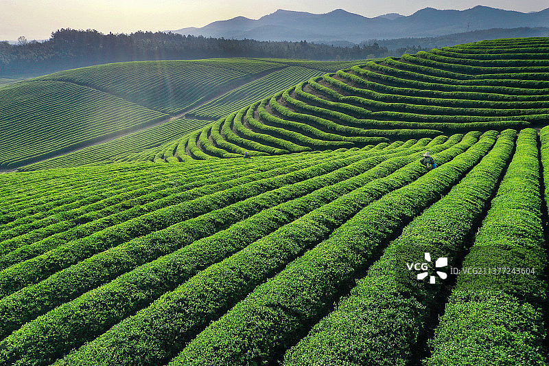 春来茶园美如画 勤劳农户采茶忙图片素材