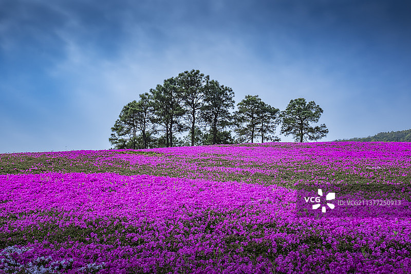 芝樱花海图片素材