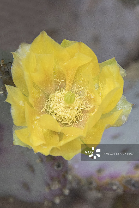 紫色仙人掌花图片素材