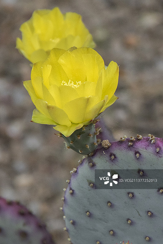 平原刺梨仙人掌花图片素材