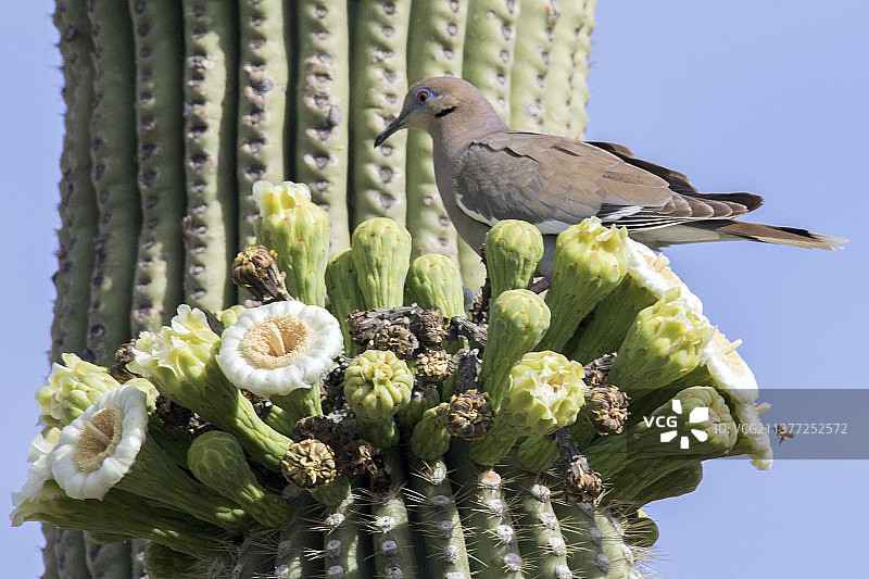 栖息在盛开的巨人柱仙人掌上的白翅鸽图片素材