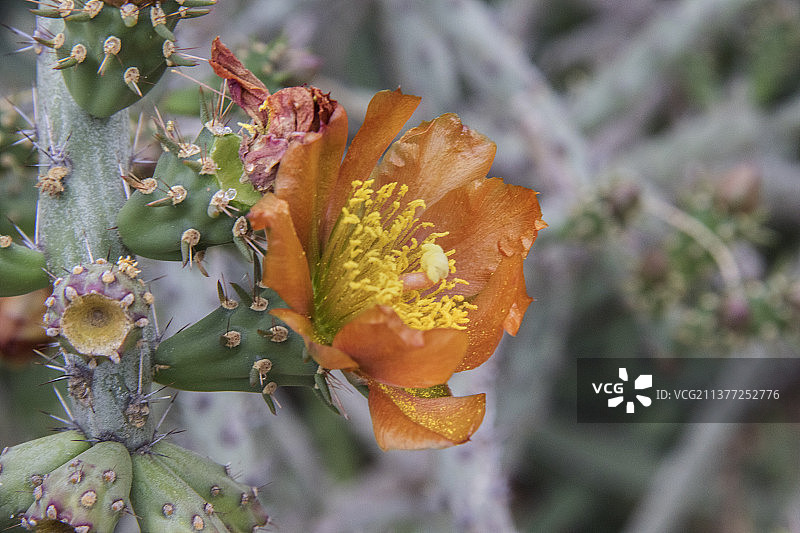 鹿角Cholla仙人掌花图片素材