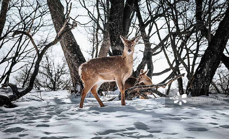 中国通化辉南县四方顶景区动物鹿图片素材