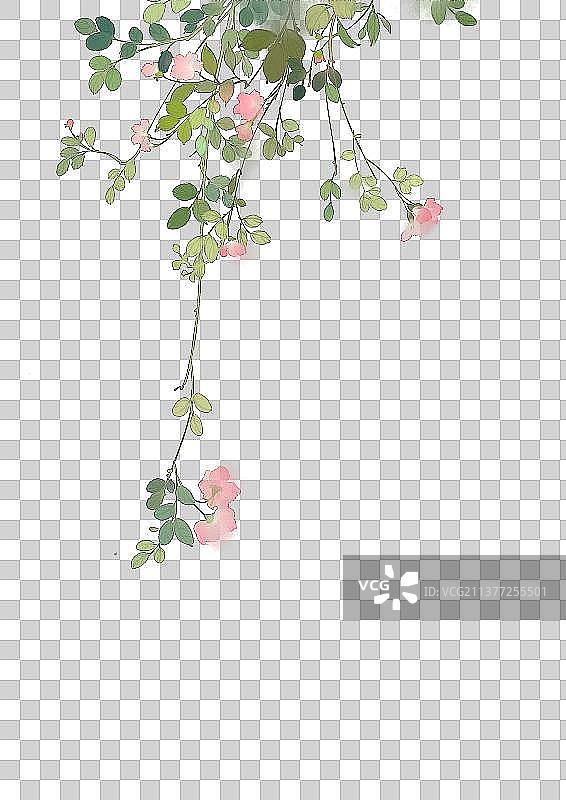 花卉素材图片素材