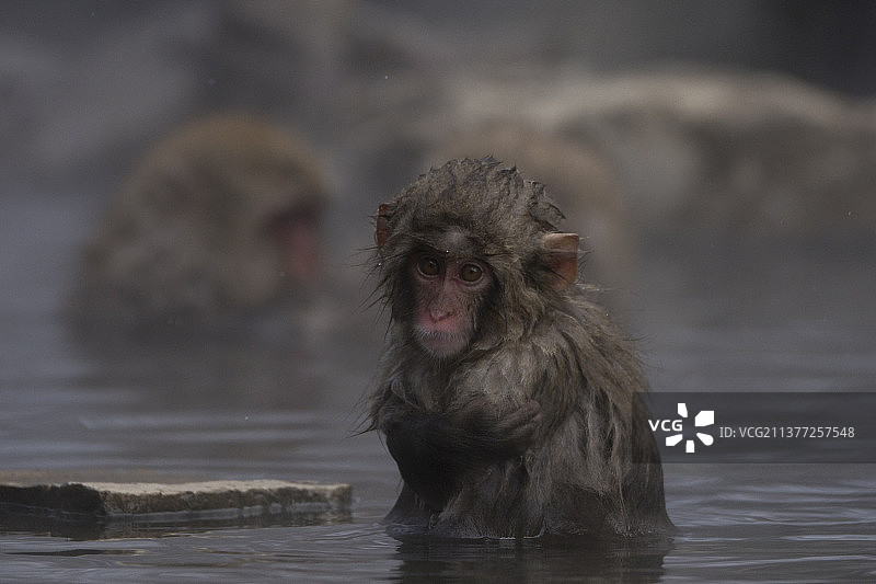 日本猕猴在温泉中游泳的特写图片素材