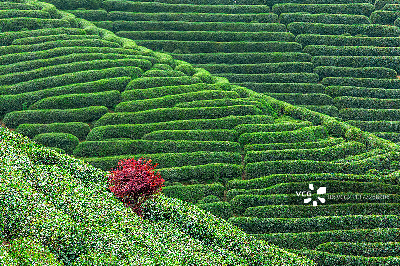 杭州龙坞茶镇龙井茶园图片素材