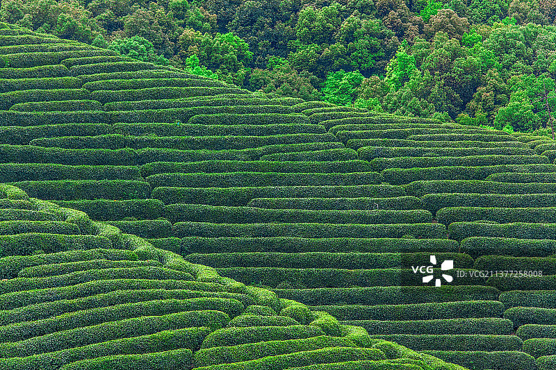 杭州龙坞茶镇龙井茶园图片素材