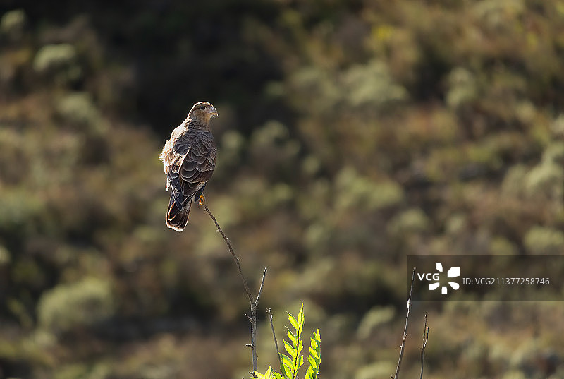 阿根廷科尔多瓦，栖息在田野上的猫头鹰特写图片素材