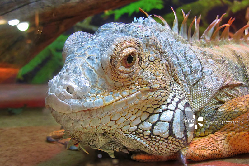 绿鬣蜥的红色特写图片素材