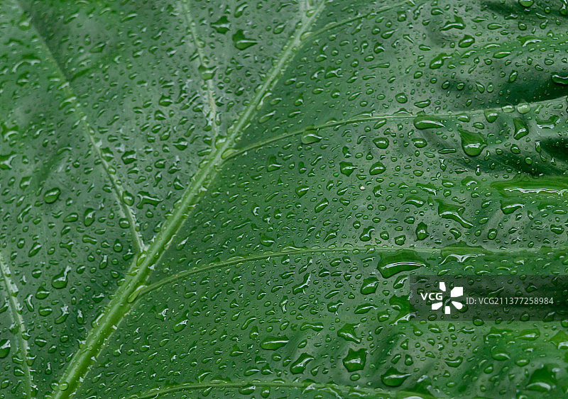 绿叶上的雨滴抽象纹理自然背景，印度西孟加拉邦加尔各答图片素材